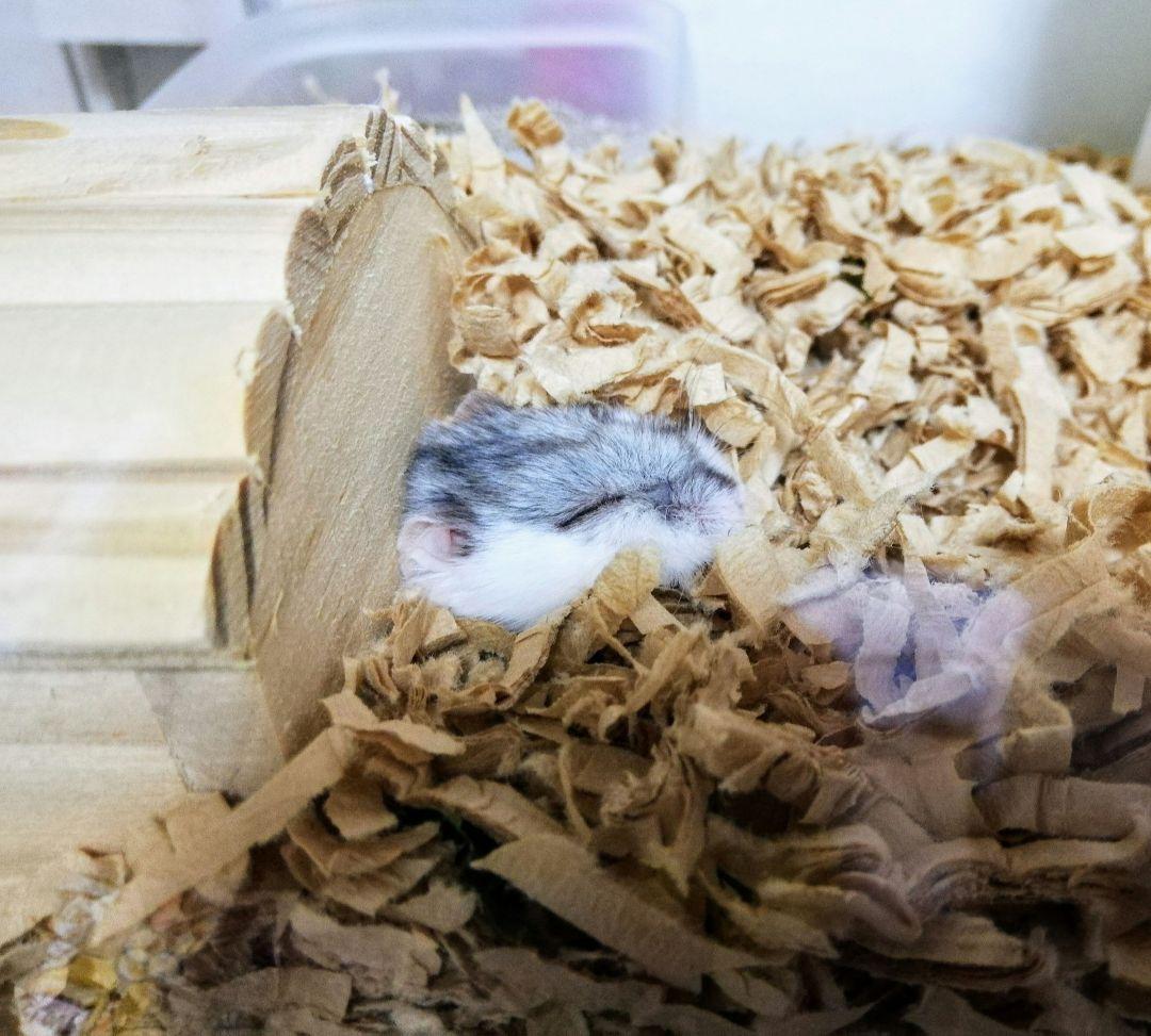グラスハーモニー450プラス & ハムスター飼育グッズ付き★　おまけ追加