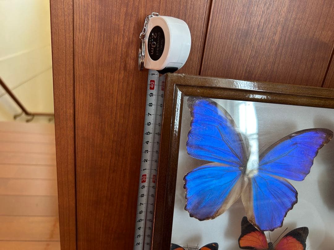 蝶の標本 大きめ ガラスケース入り（幅約50cm✖️40cm✖️6cm）