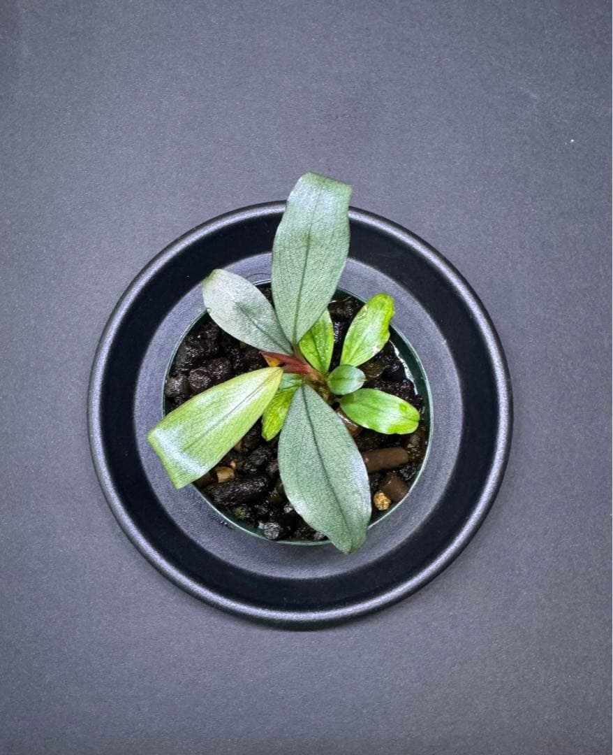 Bucephalandra sp. Serawai2 TB 22日午前中まで出品