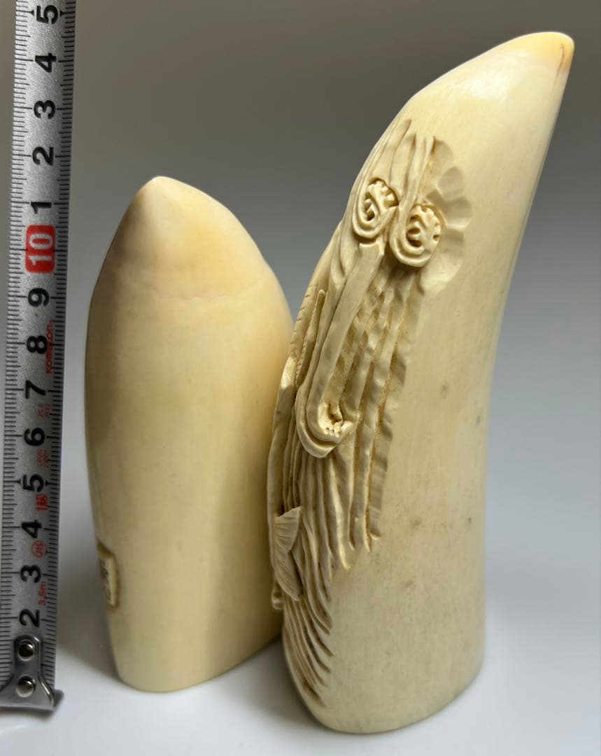 本抹香鯨歯2本　542g 約12/13.5㎝　東Y8-0105☆2F