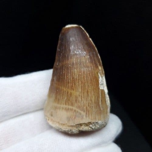 特大 モササウルス 化石 歯 本物 モロッコ産 46.91mm mo583
