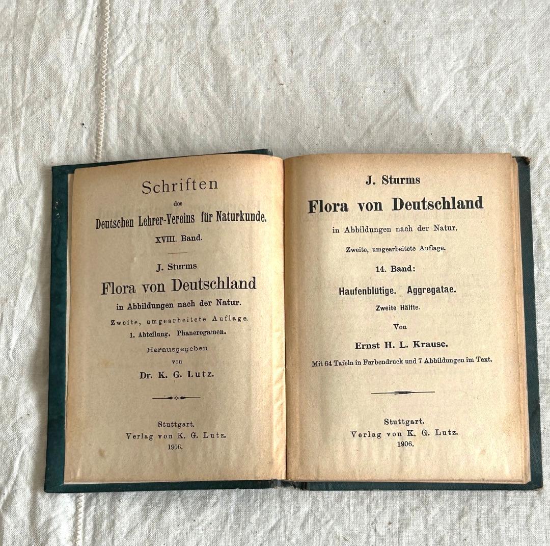 １９０６年　植物図鑑　植物解剖図　石版印刷　ボタニカル　アンティーク