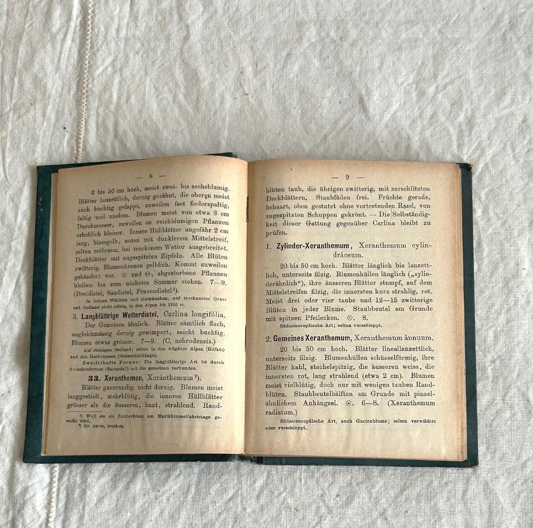 １９０６年　植物図鑑　植物解剖図　石版印刷　ボタニカル　アンティーク