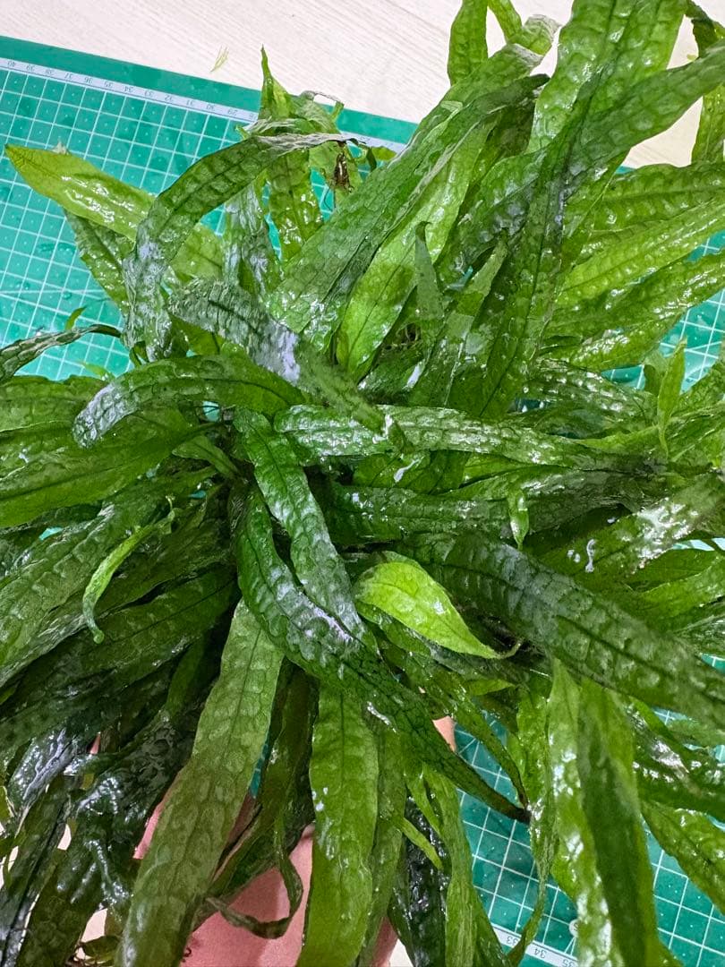 ミクロソリウム水草苑スモールリーフ 特大サイズ