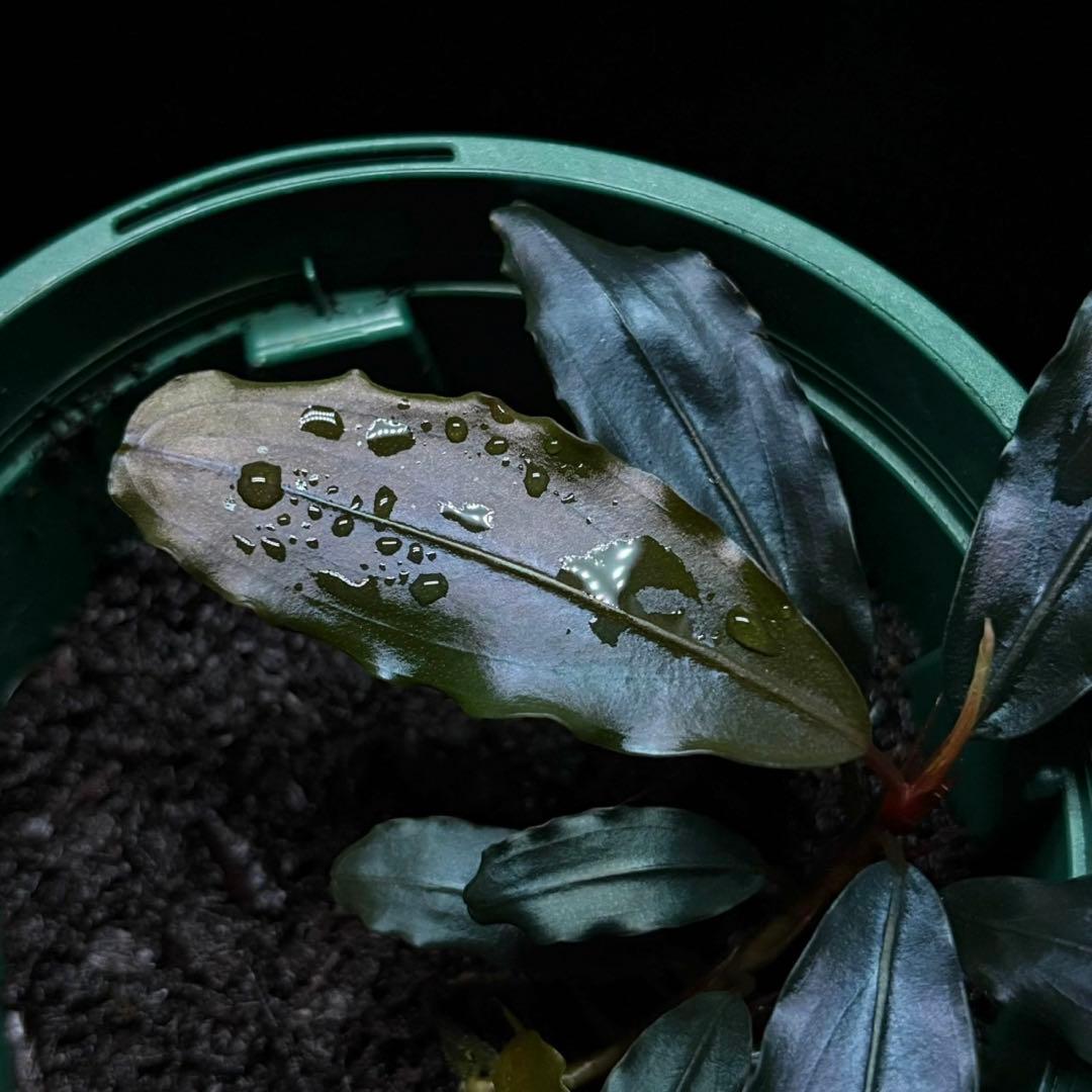 ブセファランドラ sp.Red spatha daerah sekadau