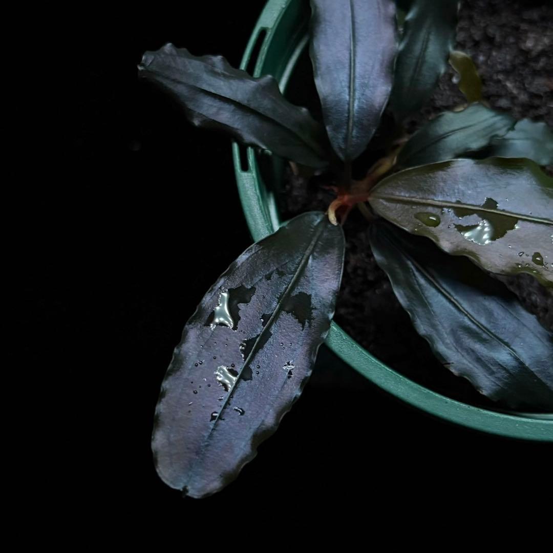ブセファランドラ sp.Red spatha daerah sekadau