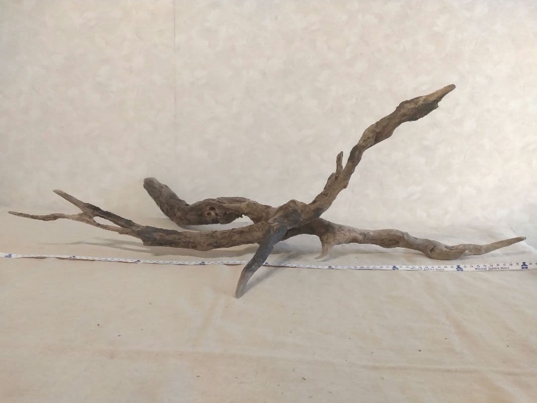 【希少】アクアリウム向け 特大サイズ塊根ホーンウッド流木（約80cm）