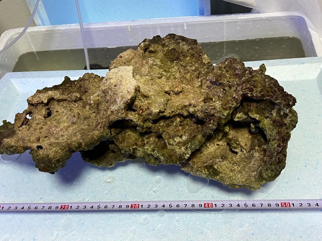 ライブロック（水槽用石） 約45cm 1個