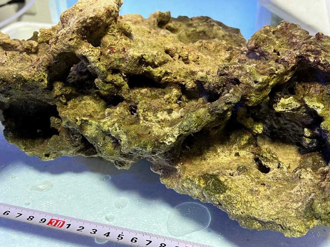 ライブロック（水槽用石） 約45cm 1個