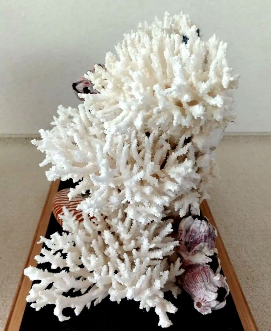 美品　珊瑚礁　置物　ガラスケース入り　特大　48cm