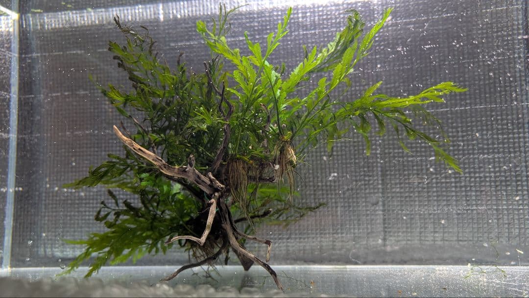 ボルビディスギニア3株60葉を2本のネシア黒枝流木2本組に活着途中の素材