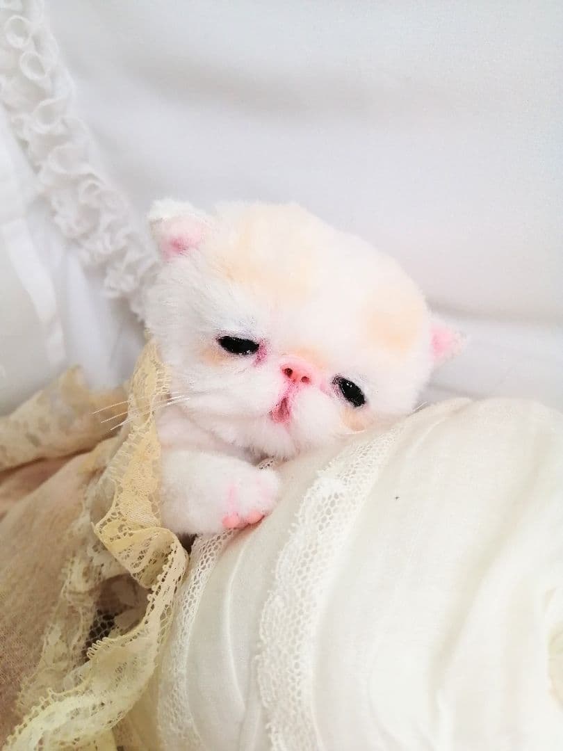 エキゾチック子猫ちゃん♡ベビー♡おめめうるうる♡アートドール♡ぬいぐるみ♡