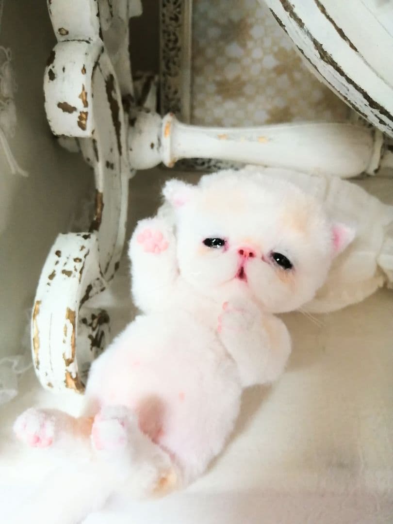 エキゾチック子猫ちゃん♡ベビー♡おめめうるうる♡アートドール♡ぬいぐるみ♡