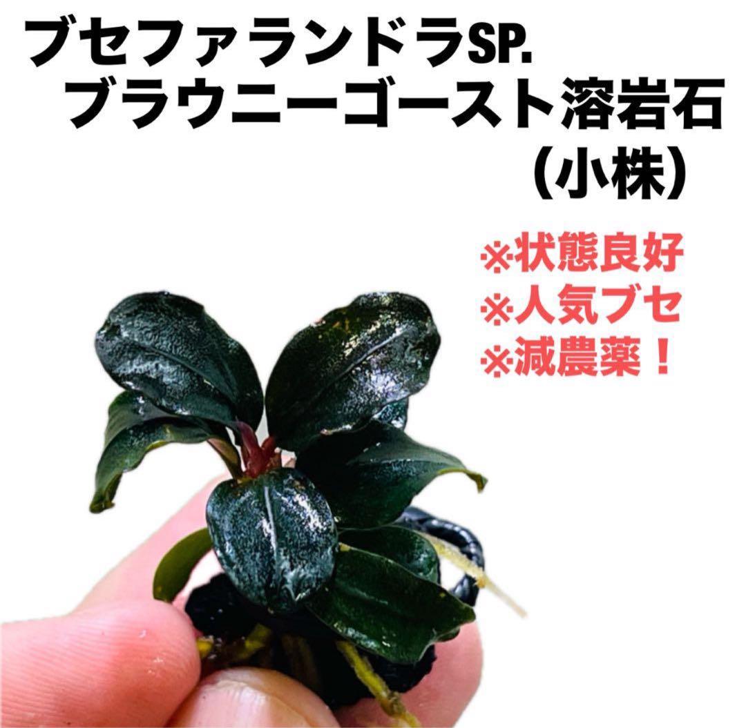 ☆あかつき商品