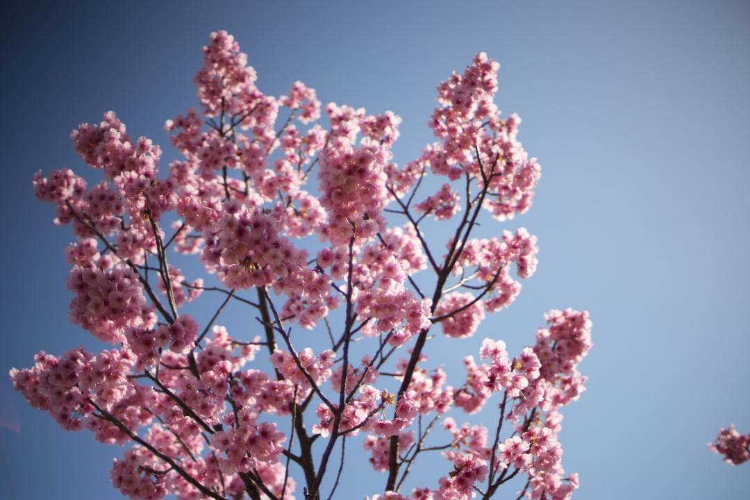 レンズ(単焦点) Nikon Ai-S Nikkor 35mm F1.4