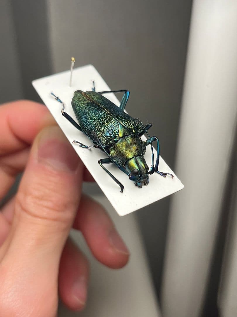 【極BIG】ブロンズノコギリカミキリ 標本タマムシスハンダエプラチナコガネコブハ