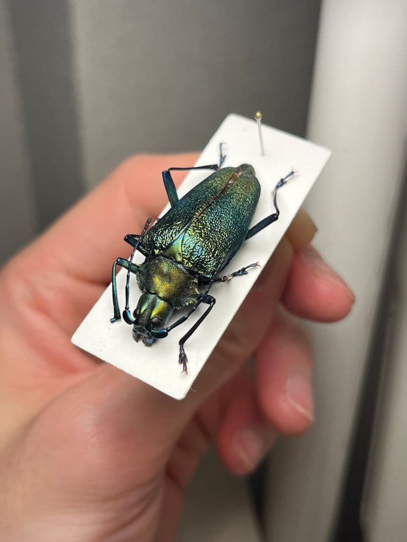 【極BIG】ブロンズノコギリカミキリ 標本タマムシスハンダエプラチナコガネコブハ
