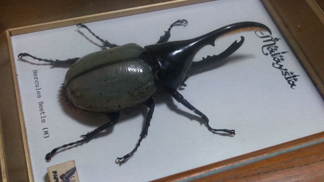 ヘラクレスオオカブト 標本 12.5cm 額装 マレーシア ビートル