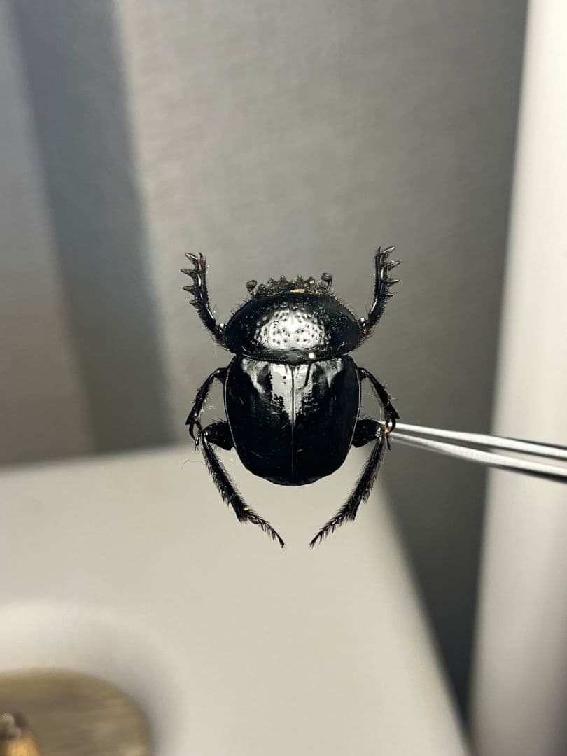 ファーブル昆虫記に登場するスカラベ 標本 フンチュウ　フンコロガシ
