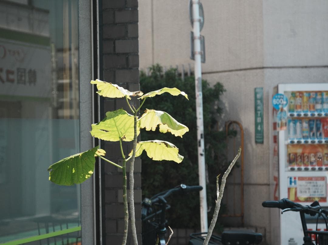 再々値下 E.Leitz Summar 64mm NikonFマウント改実写済