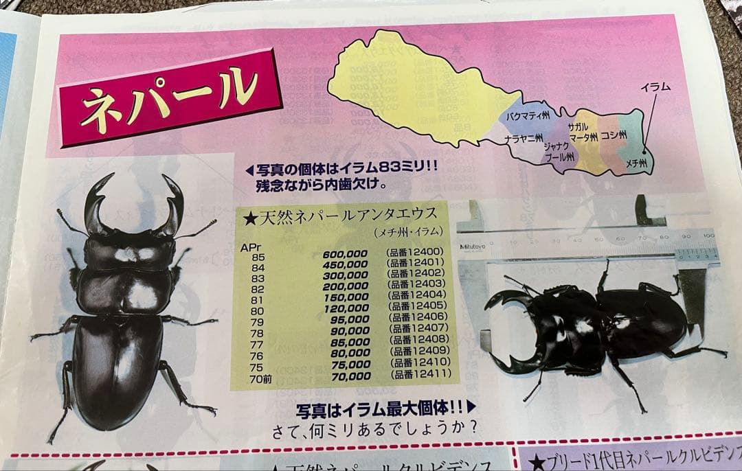 ランジャタイ　ネパールアンテ野外品