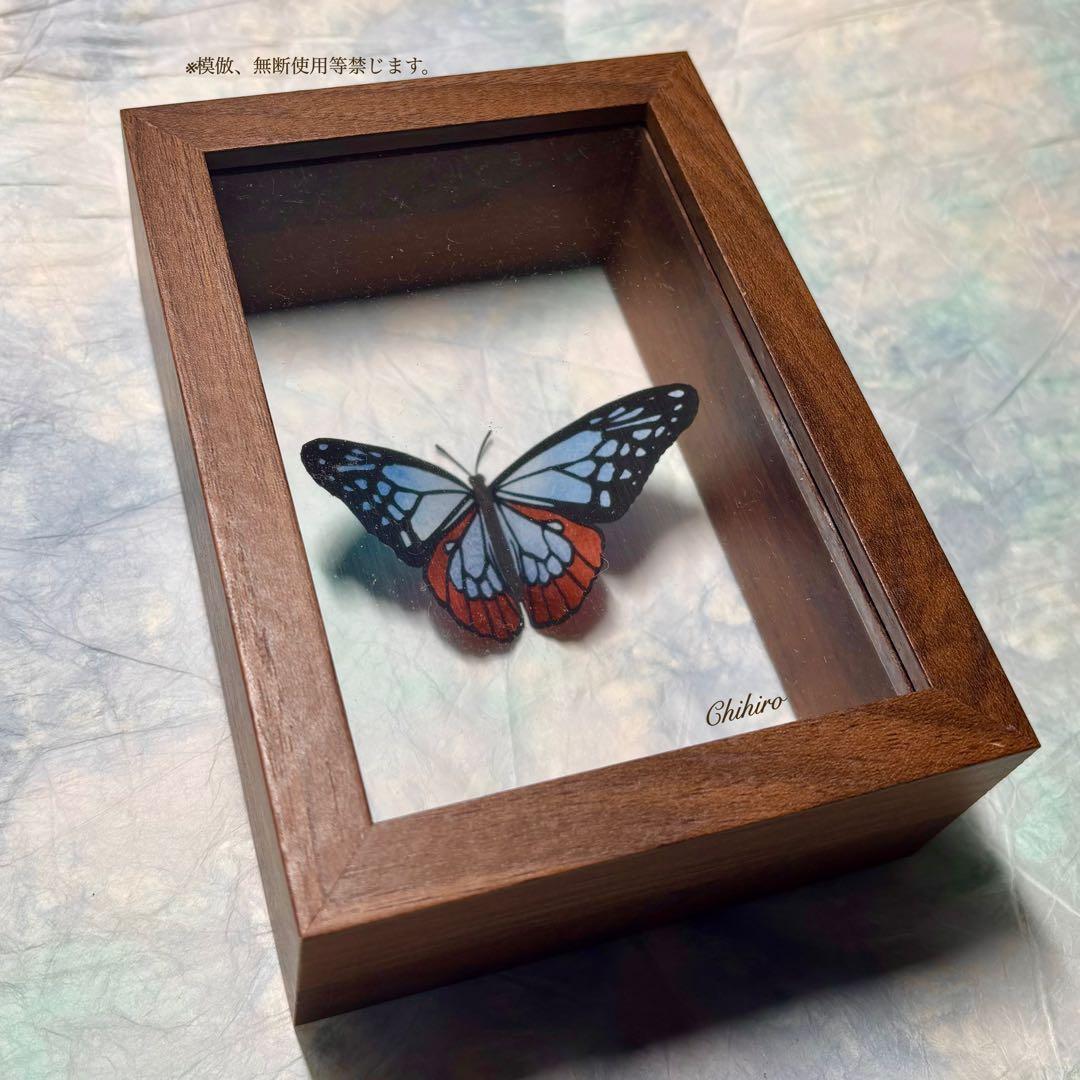 絵画 蝶 切り絵 立体 蝶標本 アサギマダラ 昆虫 標本箱 ドイツ箱 マダラ蝶
