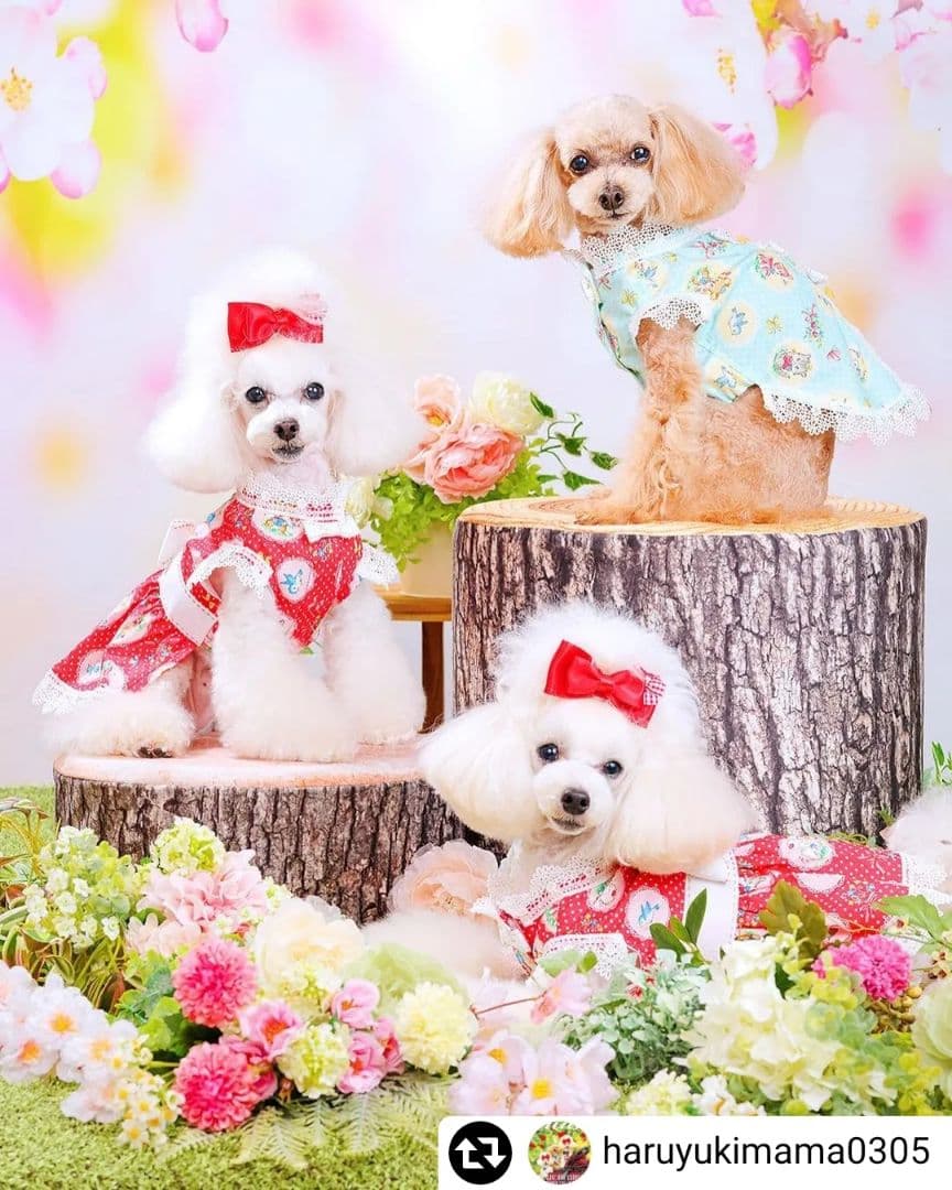 背景布【　春L　】サンプル　ペット撮影用　桜、お花見、チューリップ　フォトブース
