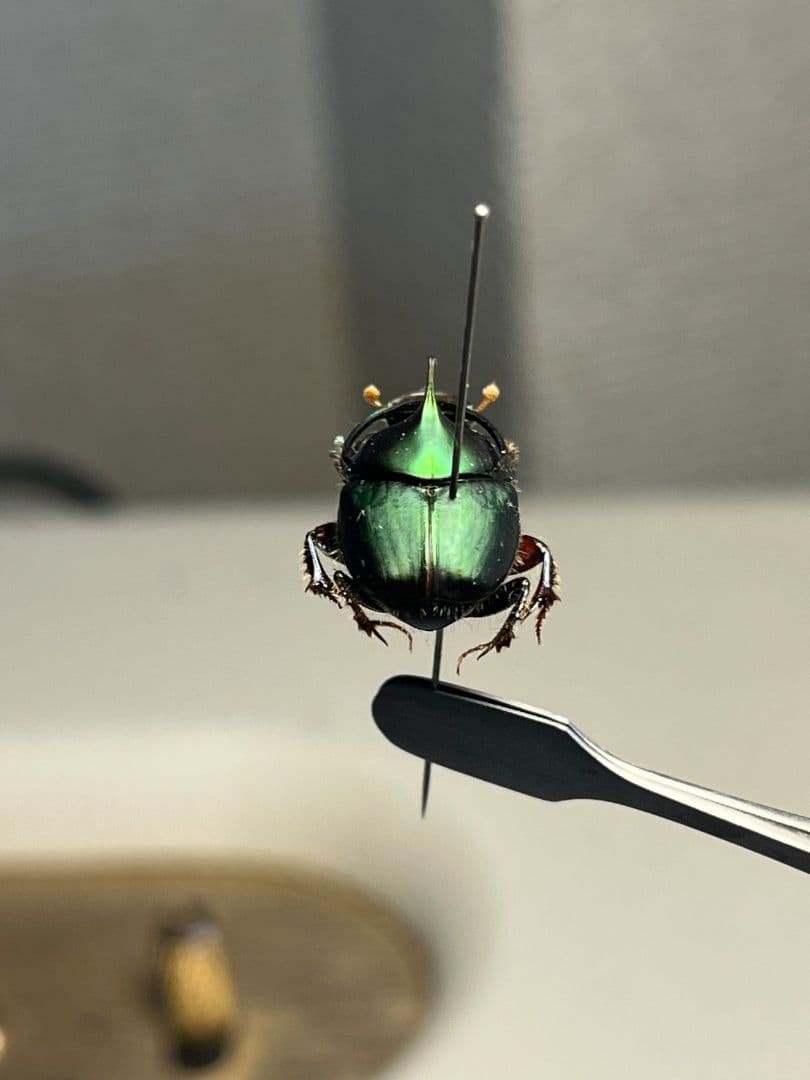 【食用糞虫】レックウザのようなカブトエンマコガネ 標本フンチュウ糞虫甲虫カミキリ