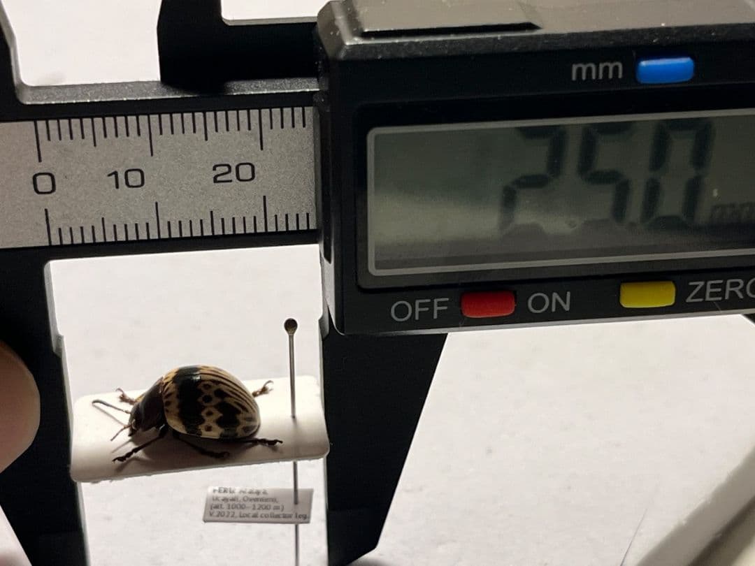 【12mm】トライバルな模様のズングリハムシ 標本甲虫タマムシスハンダエコガネム