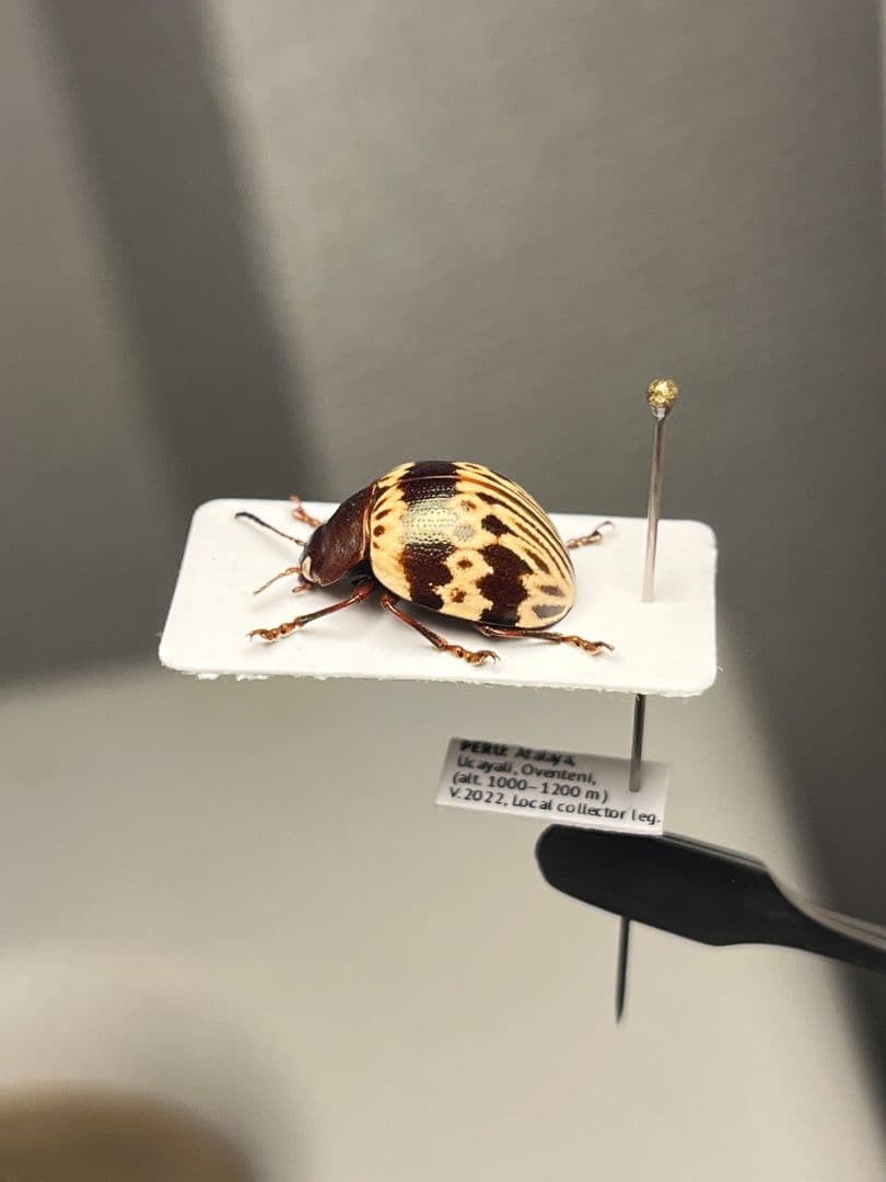 【12mm】トライバルな模様のズングリハムシ 標本甲虫タマムシスハンダエコガネム