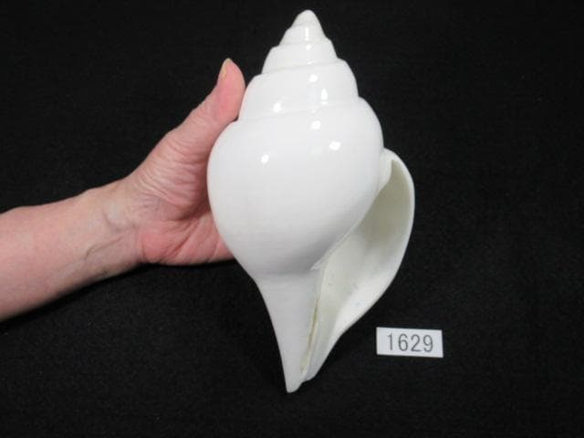 シャンクガイ　法螺貝　20.9cm　インド　No.1629