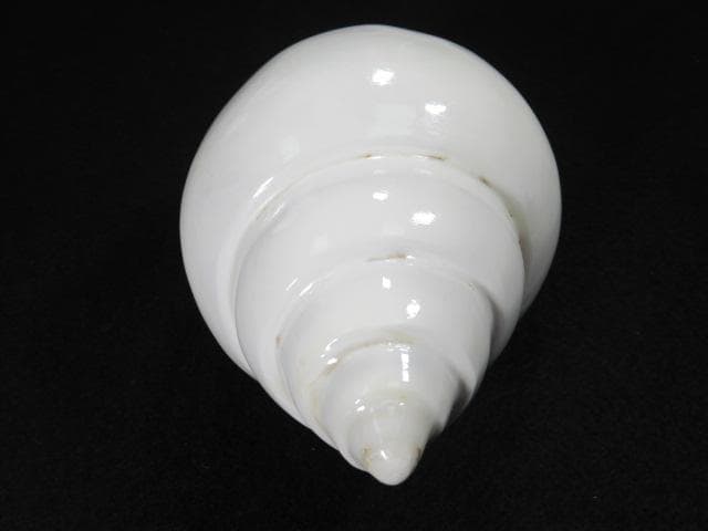 シャンクガイ　法螺貝　20.9cm　インド　No.1629