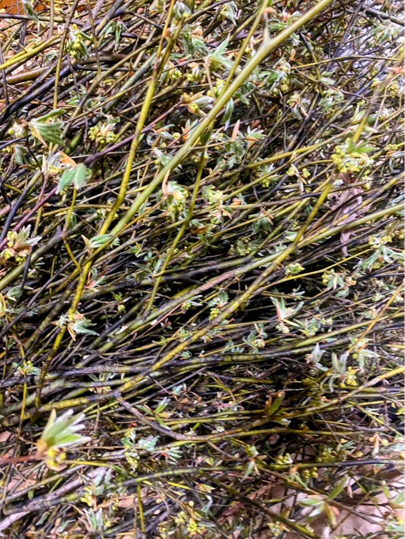 天然クロモジ天日干し（花•葉•枝）1kg