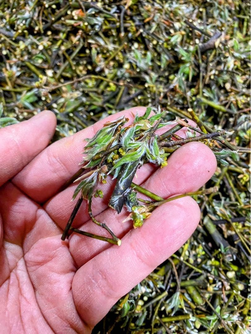 天然クロモジ天日干し（花•葉•枝）1kg