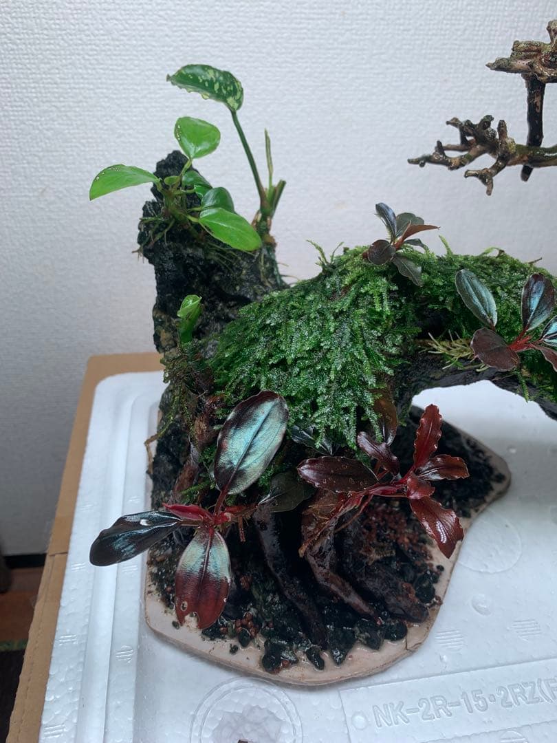 流木ボンサイです。