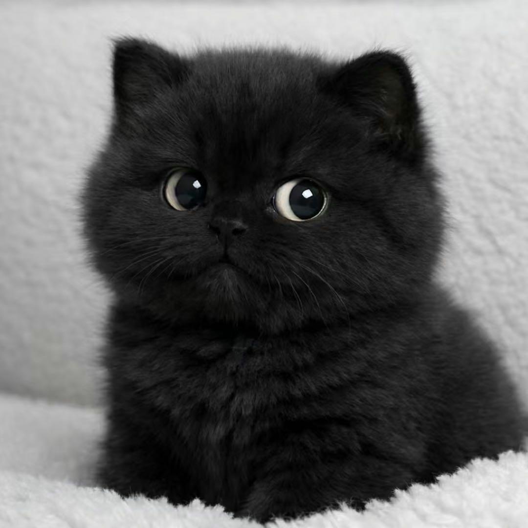 もふもふねこちゃんパネル生地　ハンドメイド