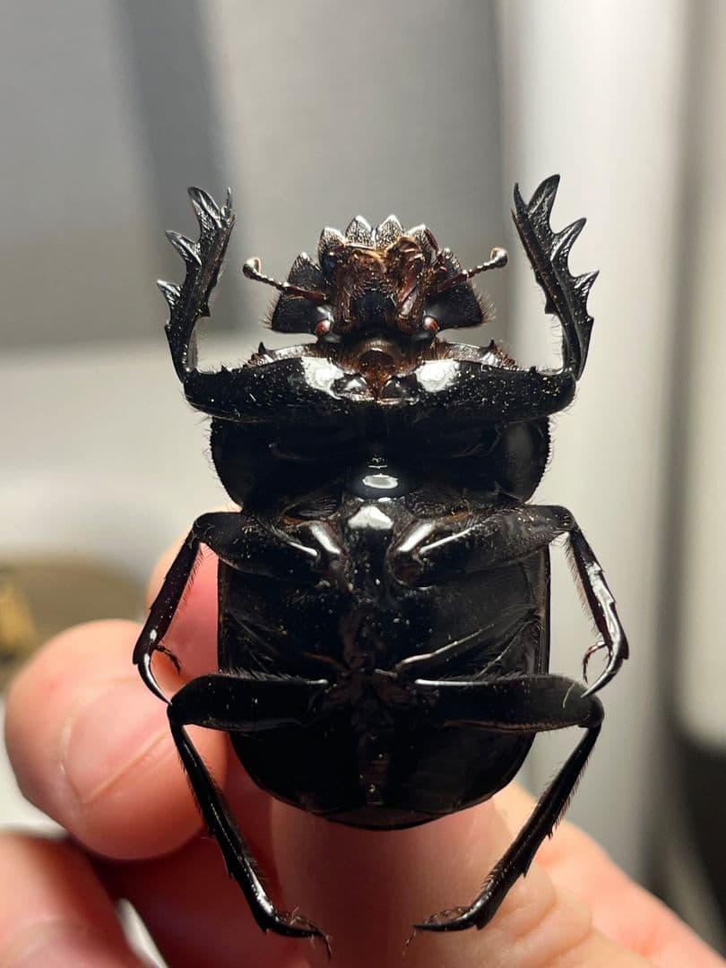 【糞虫標本】ヒジリタマオシコガネ？Pachysoma 糞虫フンコロガシ甲虫あ