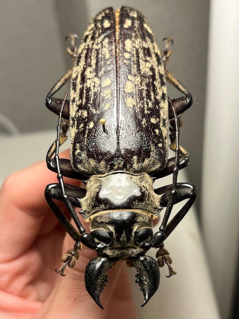 【極BIG】シモフリオオウスバカミキリ 標本タイタンオオウスバカミキリ カブトム
