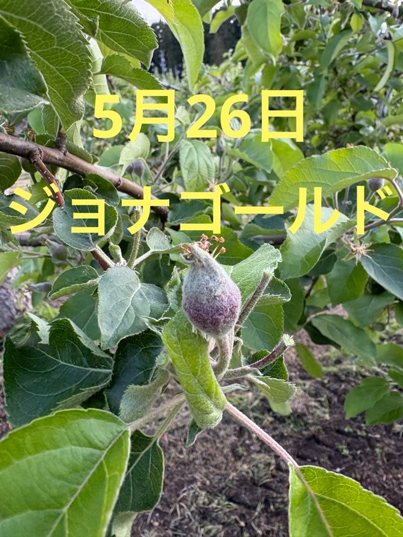青森県産 りんご100%丸搾りジュース 12本入り