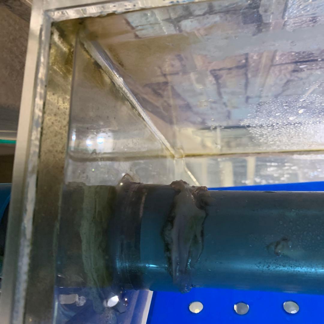 アクリル水槽 1000×1000×500h 水漏れなし　画像は掃除直後