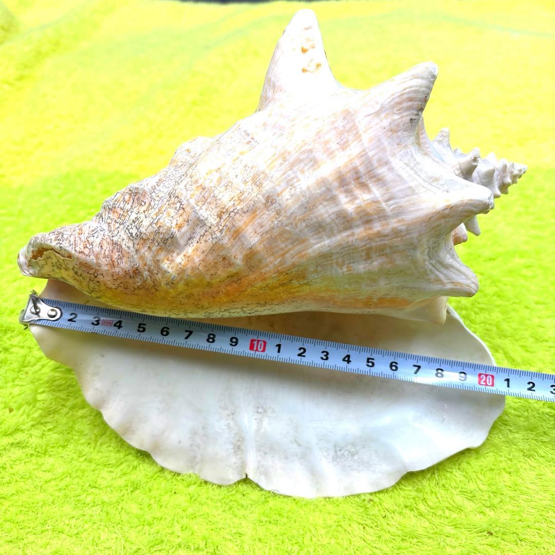 特大　コンク貝、ピンク貝 特大サイズ約24cm、天然素材