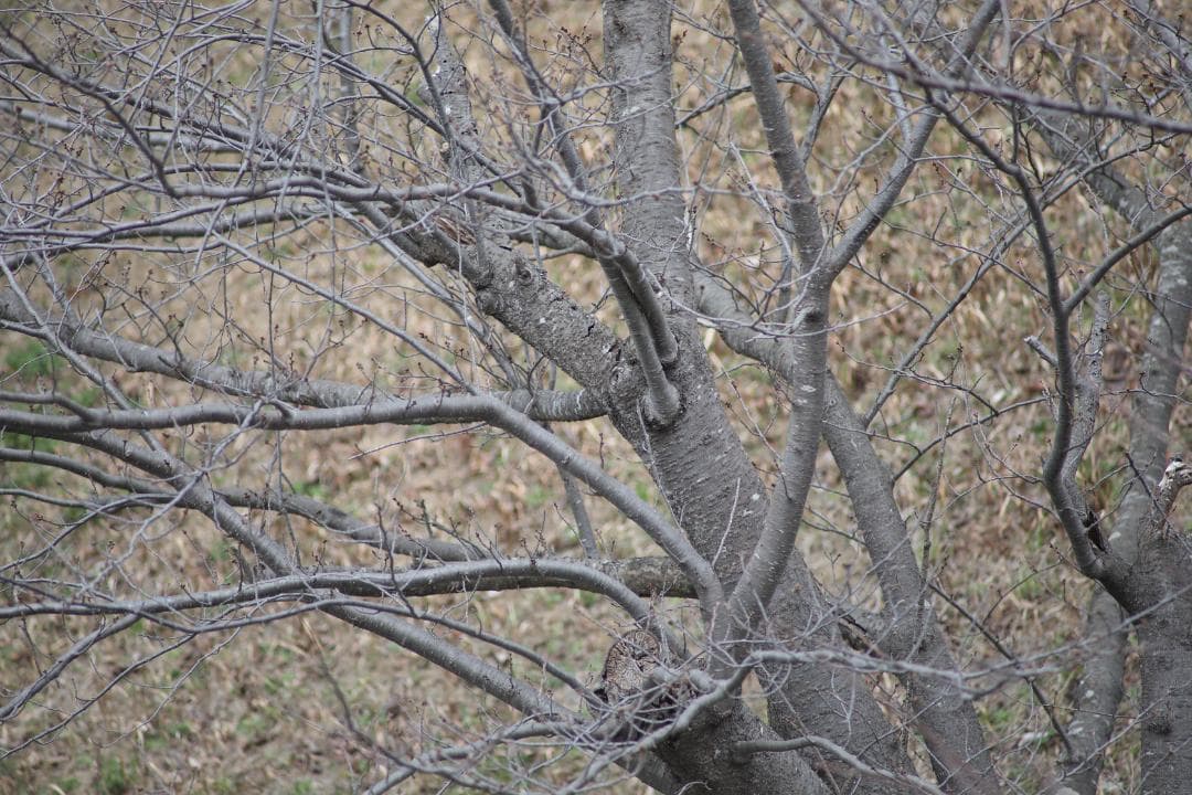 レンズ(単焦点) Carl Zeiss Tele Tessar 300mm F4 MMG 8011