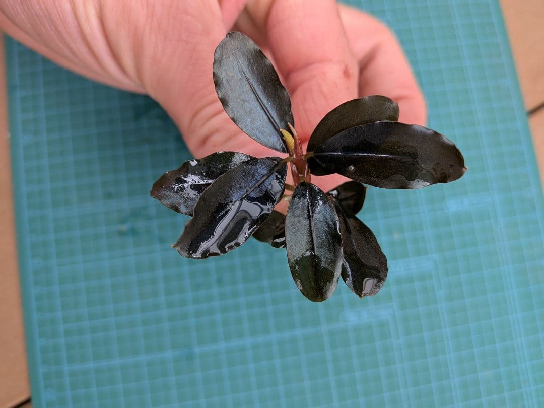Bucephalandra sp. ソルディデュラブルー　水上葉