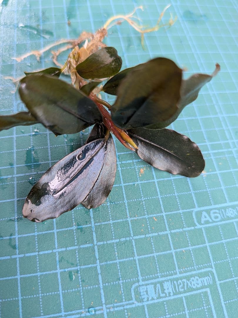 Bucephalandra sp. ソルディデュラブルー　水上葉