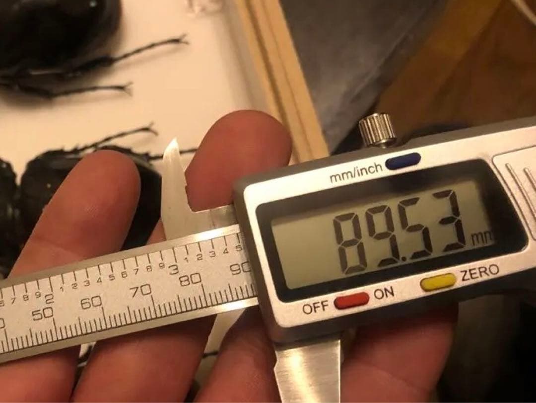 【標本】ヴァズデメロゾウカブト　89.5mm サンタクルス産　　累代ＷＦ2