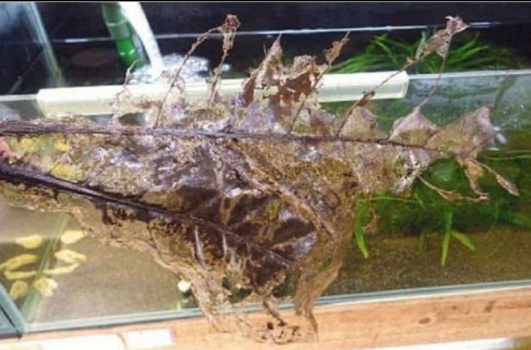 大小様々　無農薬マジックリーフ　天然ももたまな葉　1000　枚