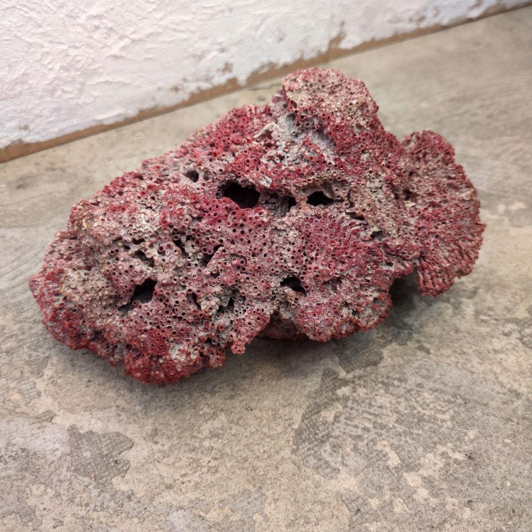珊瑚　珊瑚礁　赤珊瑚　パイプオルガン珊瑚　置物　オブジェ