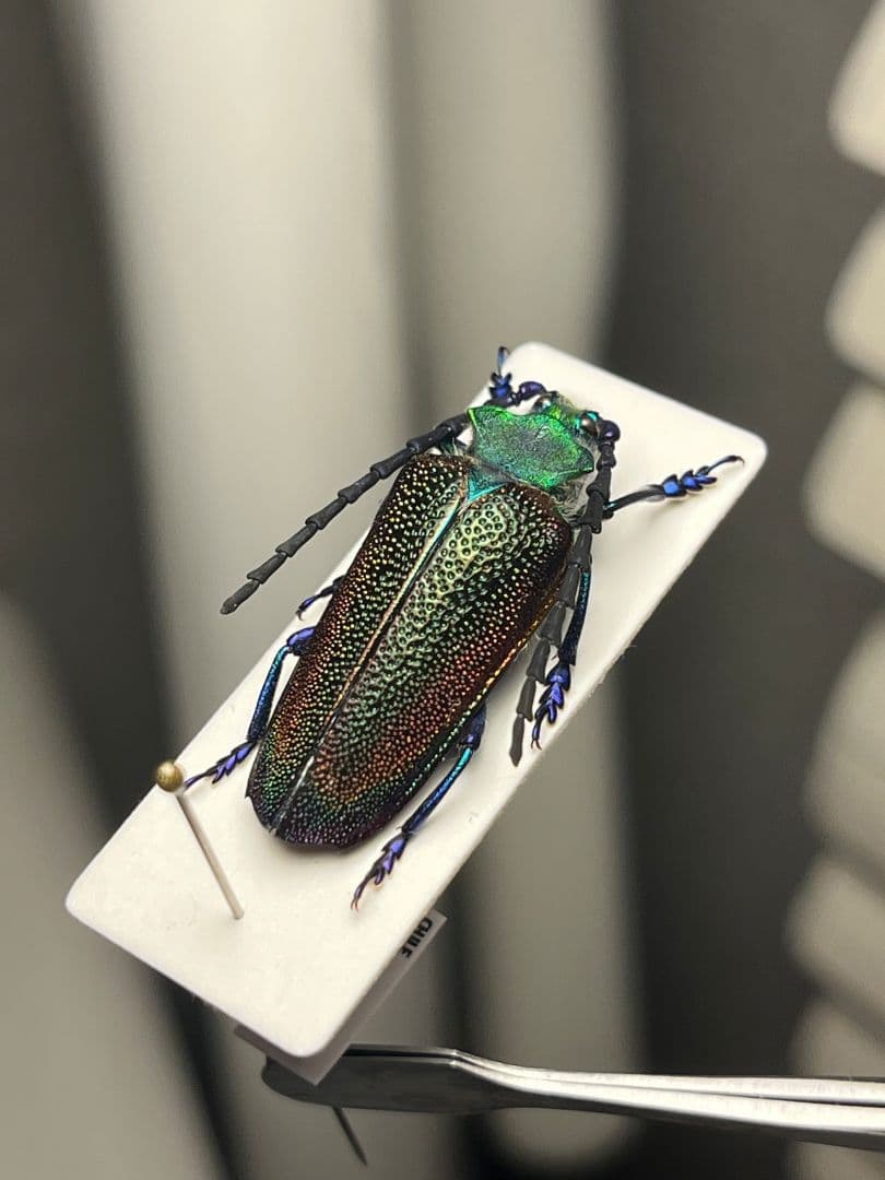 【25mm】ブロンズカミキリ標本　タマムシスハンダエプラチナコガネコブハムシ