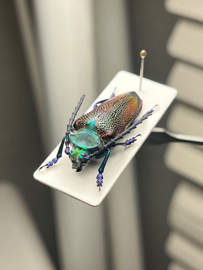 【25mm】ブロンズカミキリ標本　タマムシスハンダエプラチナコガネコブハムシ