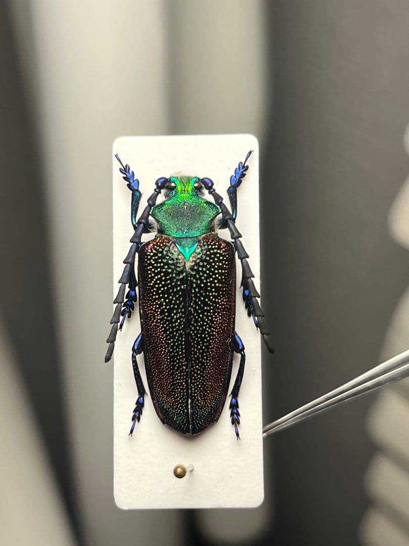【25mm】ブロンズカミキリ標本　タマムシスハンダエプラチナコガネコブハムシ